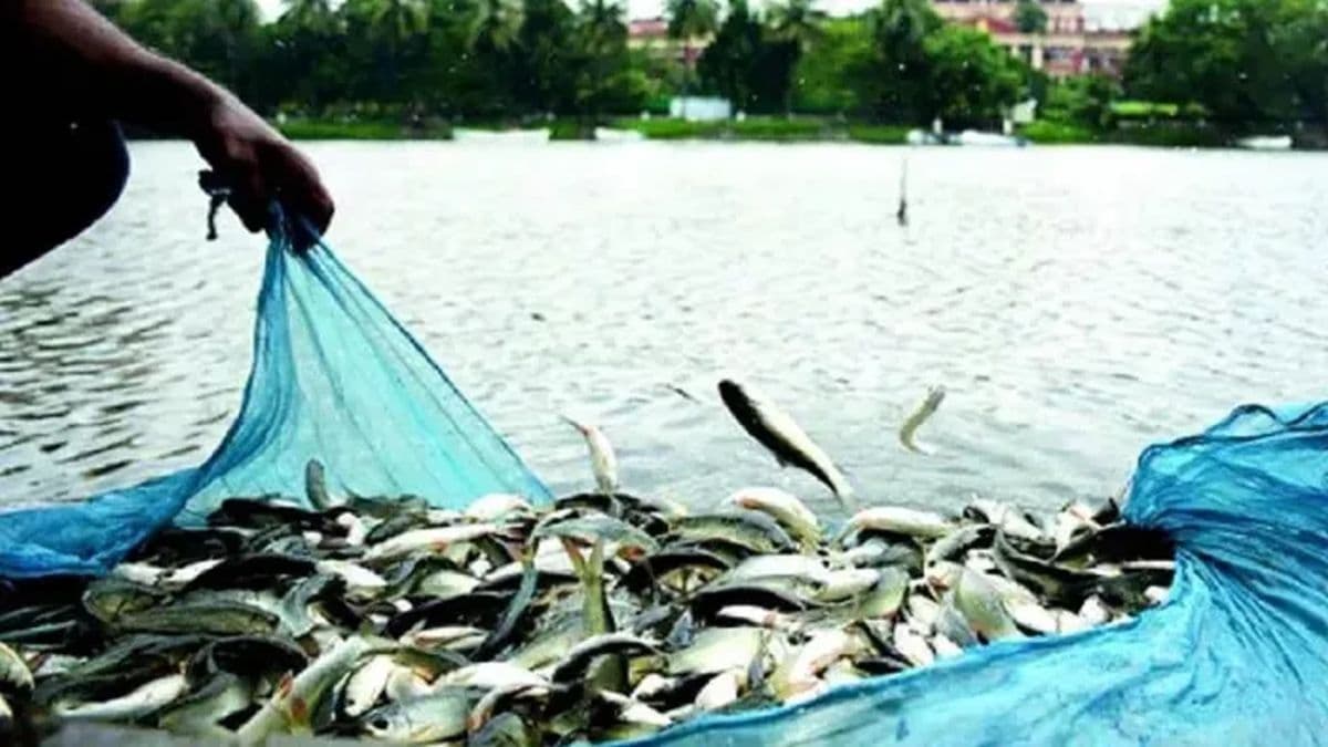 10 वर्षों में 100 प्रतिशत की हुई बढ़ोतरी, मछली उत्पादन में बिहार देश में चौथे स्थान पर