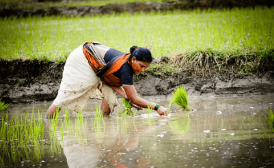 किसानों के लिए बड़ी खुशखबरी: रसायन मुक्त खेती से किसानों की आय में वृद्धि ! सरकार का बड़ा एलान, सभी जिलों में...