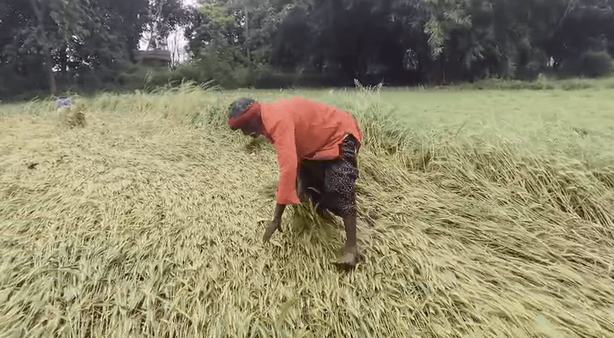 mujaffarpur kisanon ki kharab mausam ke karan hui fasal barbaad